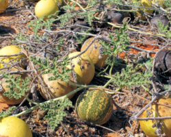 KALAHARI MELN SEED - wild melons